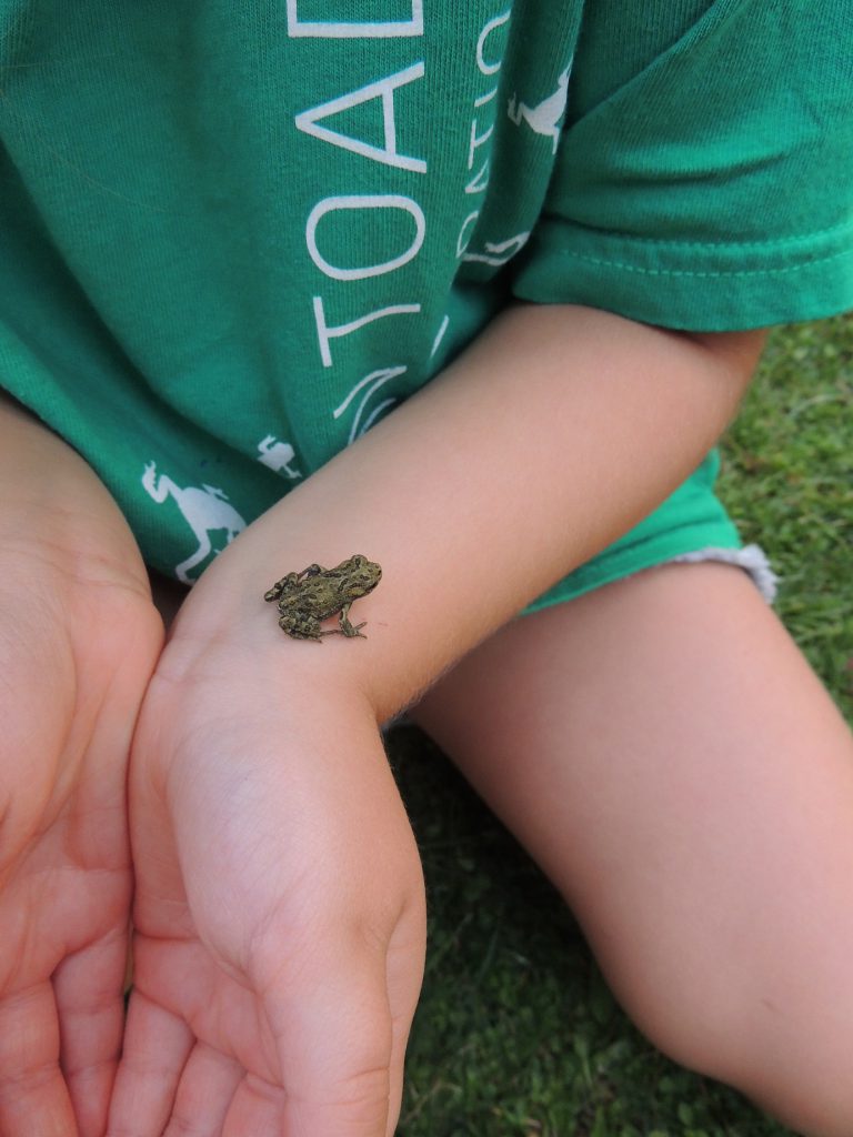 Toadfest returns to Summit Lake