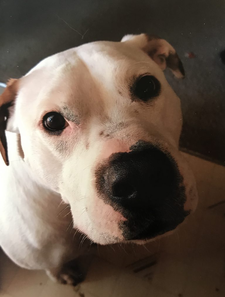 Council hears pitch to amend dog bylaw