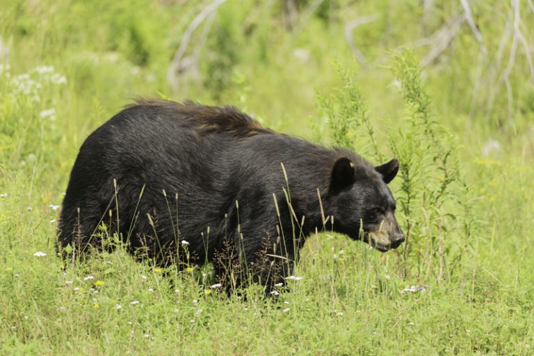 Wildlife encounters on a downward curve for the season, says WildSafe