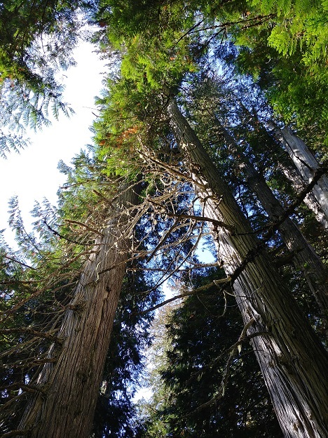 RCMP investigating after two trees cut down near Cottonwood Lake Park