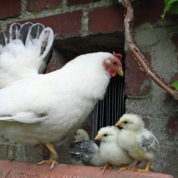 Survey results show respondents in favour of backyard hens