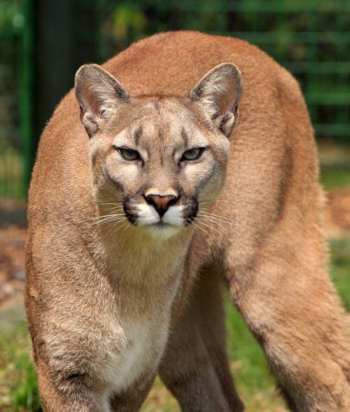 More cougar activity reported in Fairview