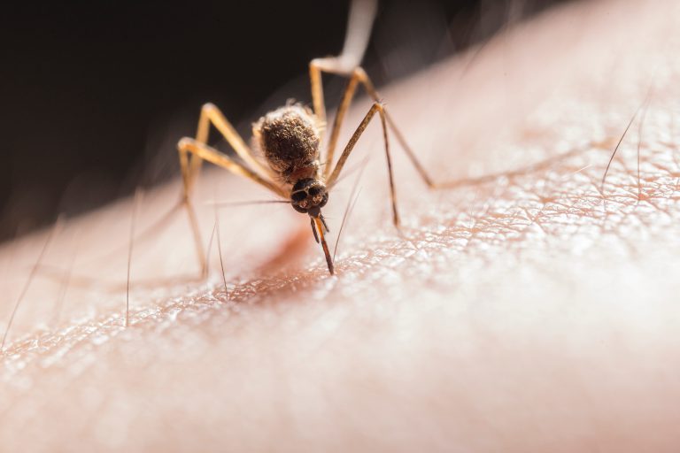 Interior Health warns of mosquito-borne virus