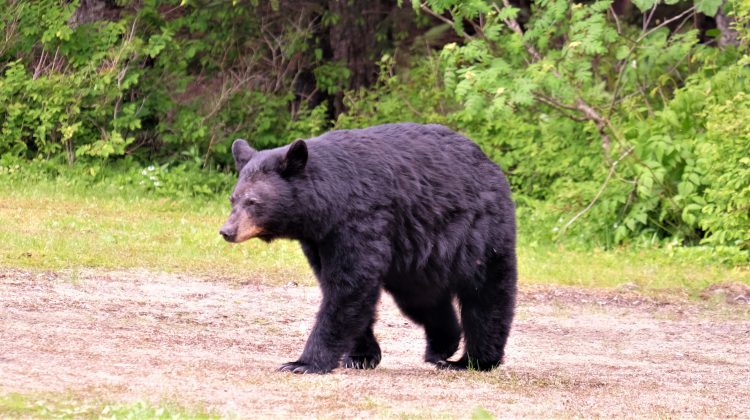 49 black bears put down by COS in the Kootenays through 2024