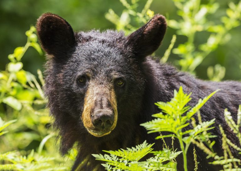 Trail RCMP warning public after bear and coyote incidents