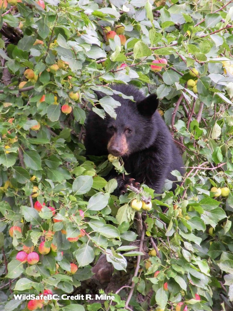 WildsafeBC coordinator spots more bears this season