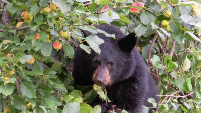 This is a photo of a bear eating fruit