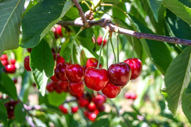 Cherry harvest needing help from local workforce