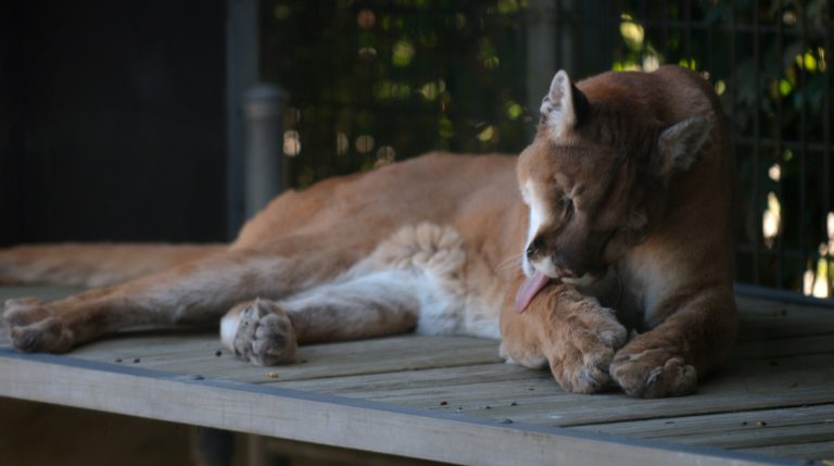 Multiple cougar sightings in Nelson