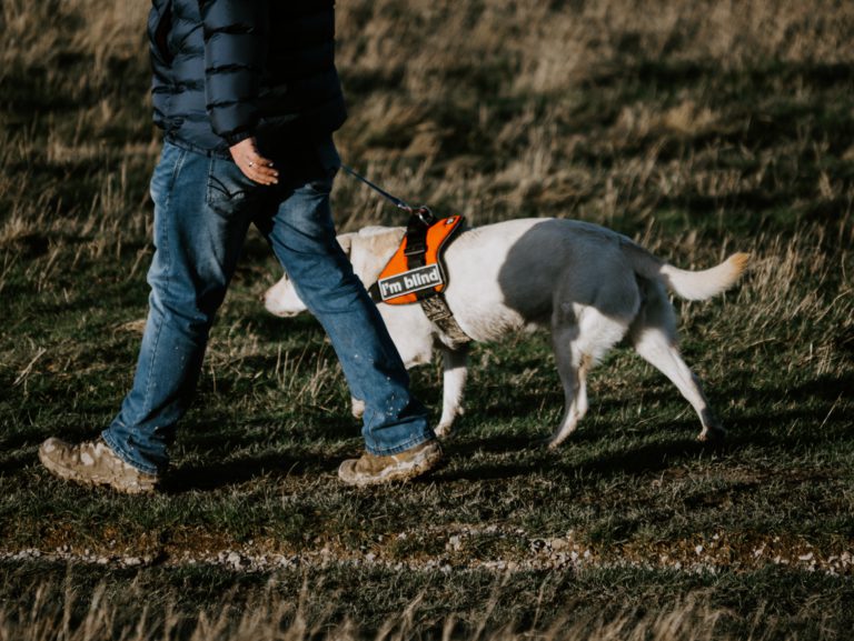 B.C. government announces increased rights for service dog users