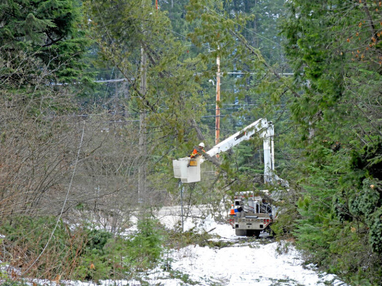 Nelson to benefit from FortisBC tree pilot project