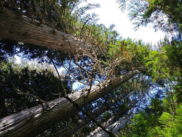 Nelson artist’s idea sidelined as ancient cedars upcycled by RDCK