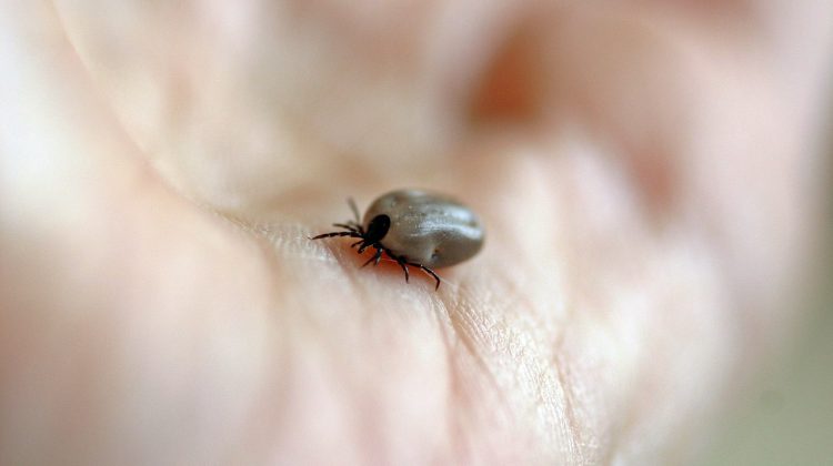 BCCDC launches map tracking high-risk Lyme disease zones