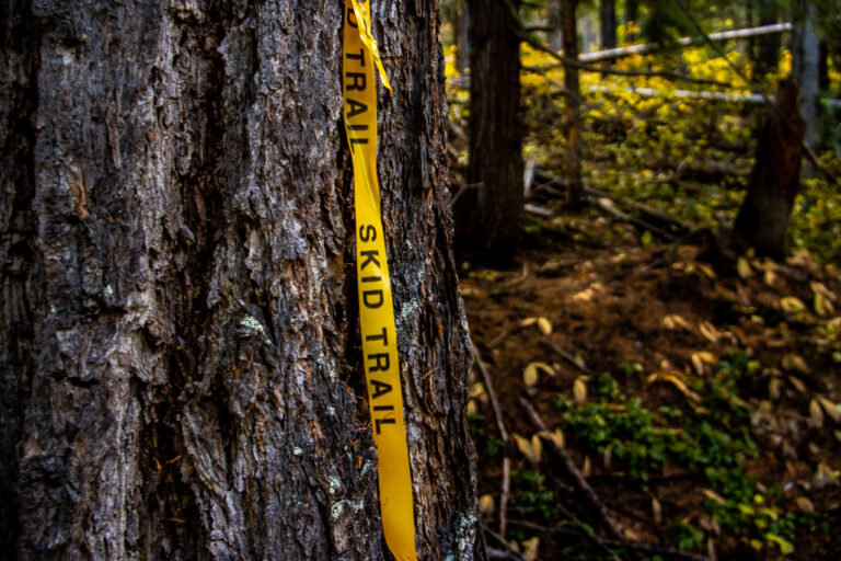 UPDATED: 17 protesters arrested on Argenta logging road