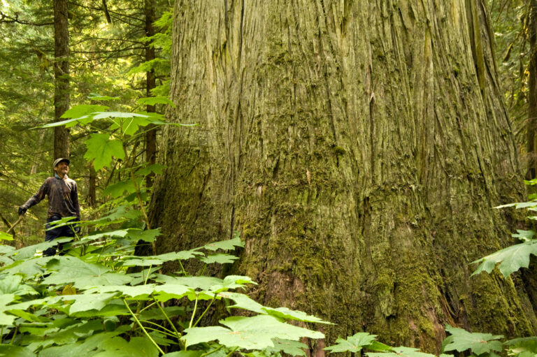 Logging threatens old growth, Vahalla Wilderness Society says