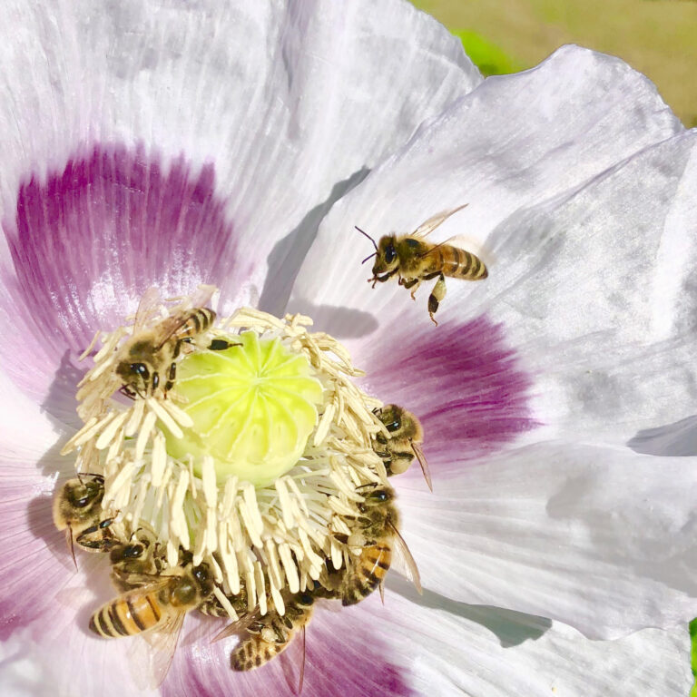Slocan Valley group developing tool to save bees