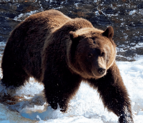 Naturalist and biologist debuts book in Kootenay tour