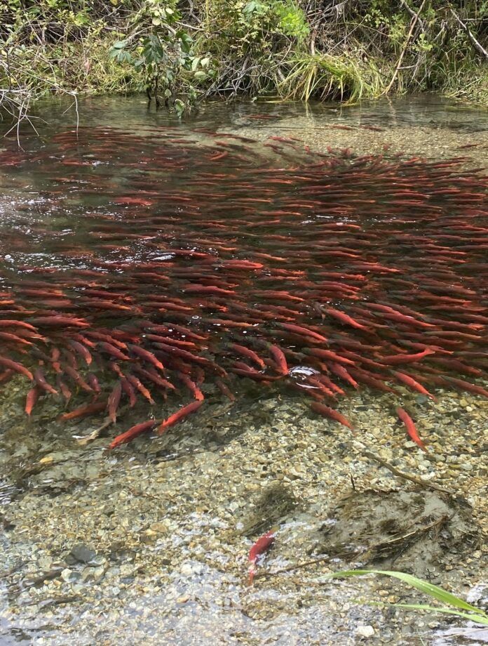 Kokanee salmon restocking coming to Kootenay Lake