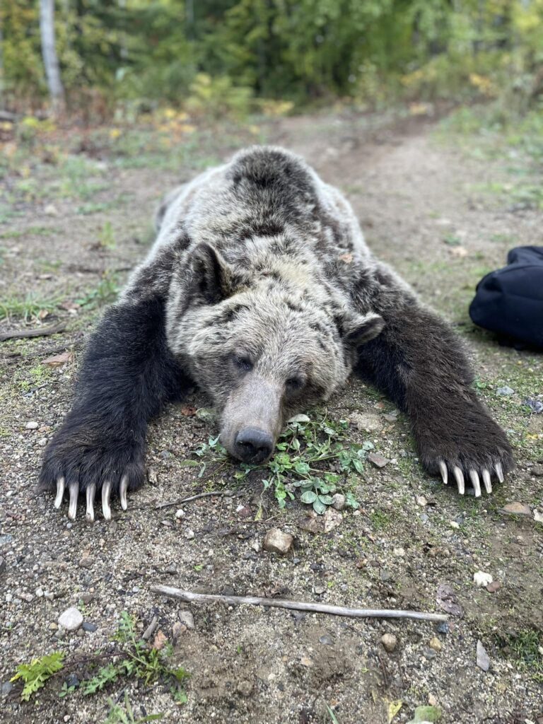 Nelson’s grizzly family will not be relocated again