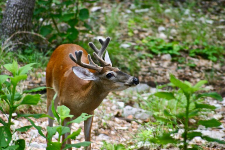 B.C. enacts restrictions in response to chronic wasting disease