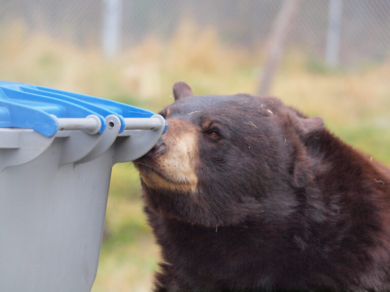 Bins and bears don’t mix
