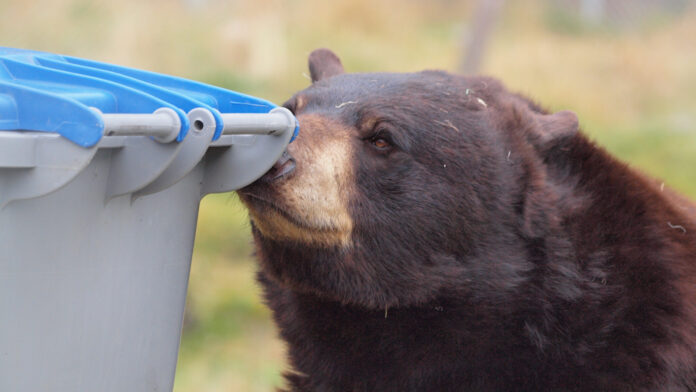 This is a photo of a bear getting into trash bins.