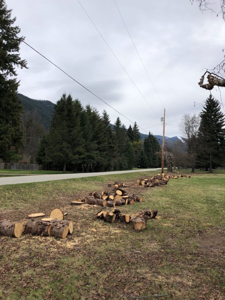 Shoreacres’ residents concerned over chopped trees