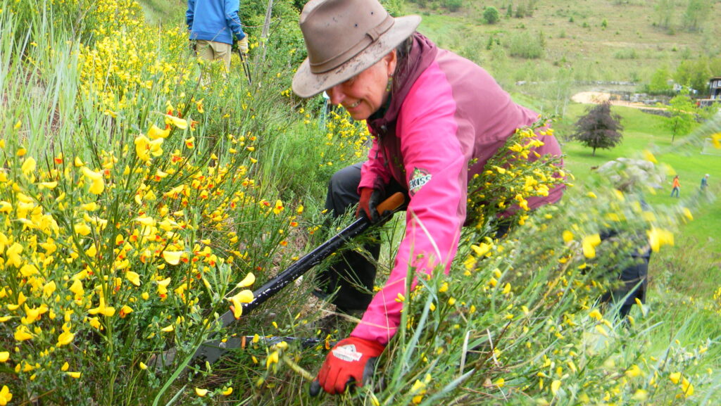 This is a photo of a woman pulling scotch broom.
