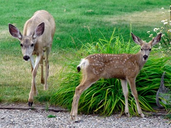 Third case of chronic wasting disease confirmed in the East Kootenays