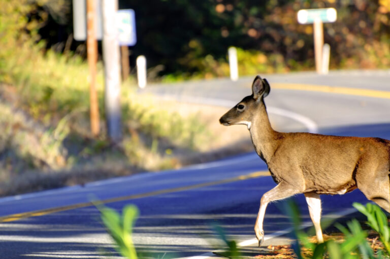 ‘Animals don’t follow traffic rules’- Road Safety at Work reminds drivers to be on alert