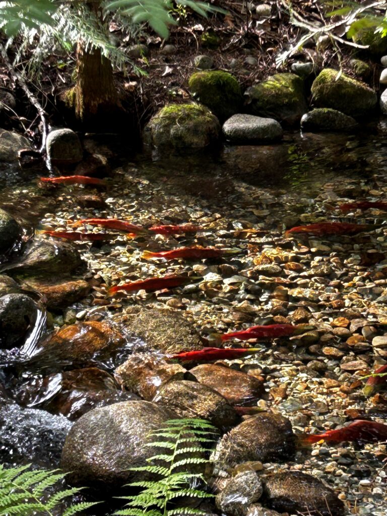 Salmon return to Kokanee Creek Provincial Park