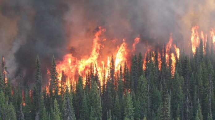 This is a photo of a forrest fire
