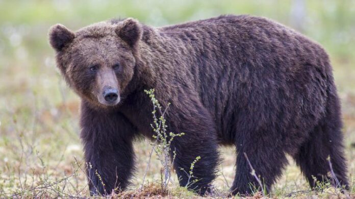 bear-6593944_960_720-750x420-1.jpg