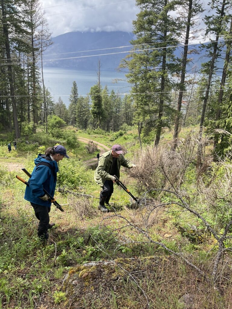 Kootenay Broom Busters program continues battle against invasive Scotch Broom