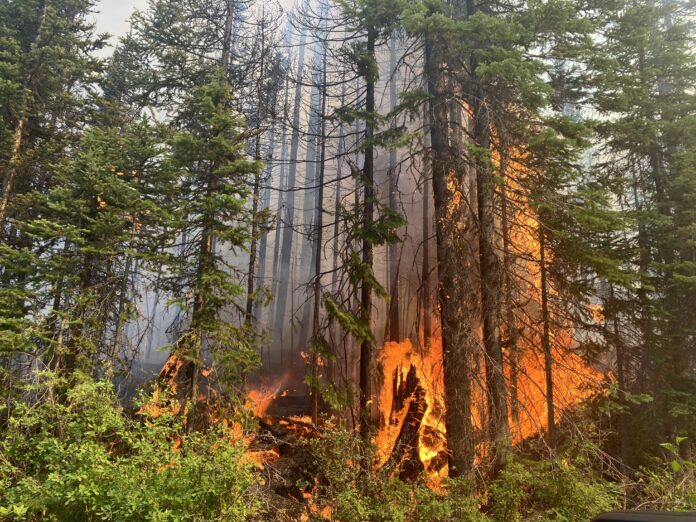 BC Timber Sales now assigned to help lower wildfire risks