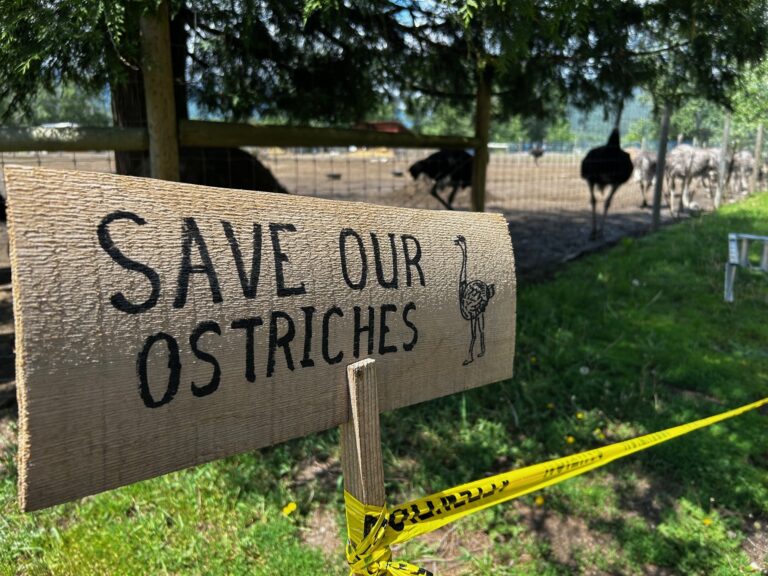 CFIA fines Universal Ostrich Farm over Avian Flu non-nompliance