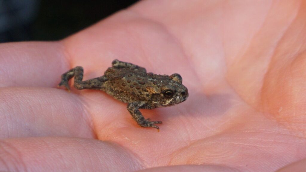 Photo of a toadlet in a hand.