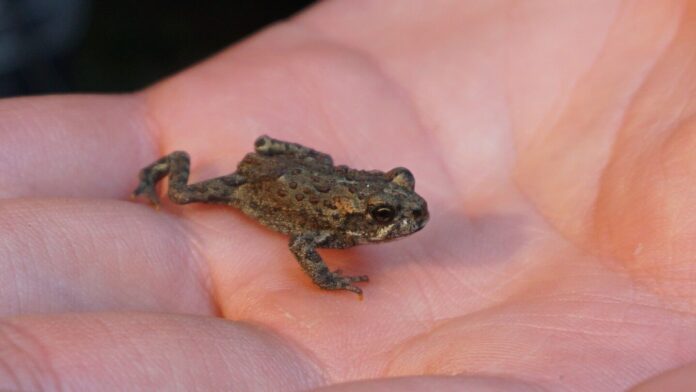 Photo of a toadlet in a hand.