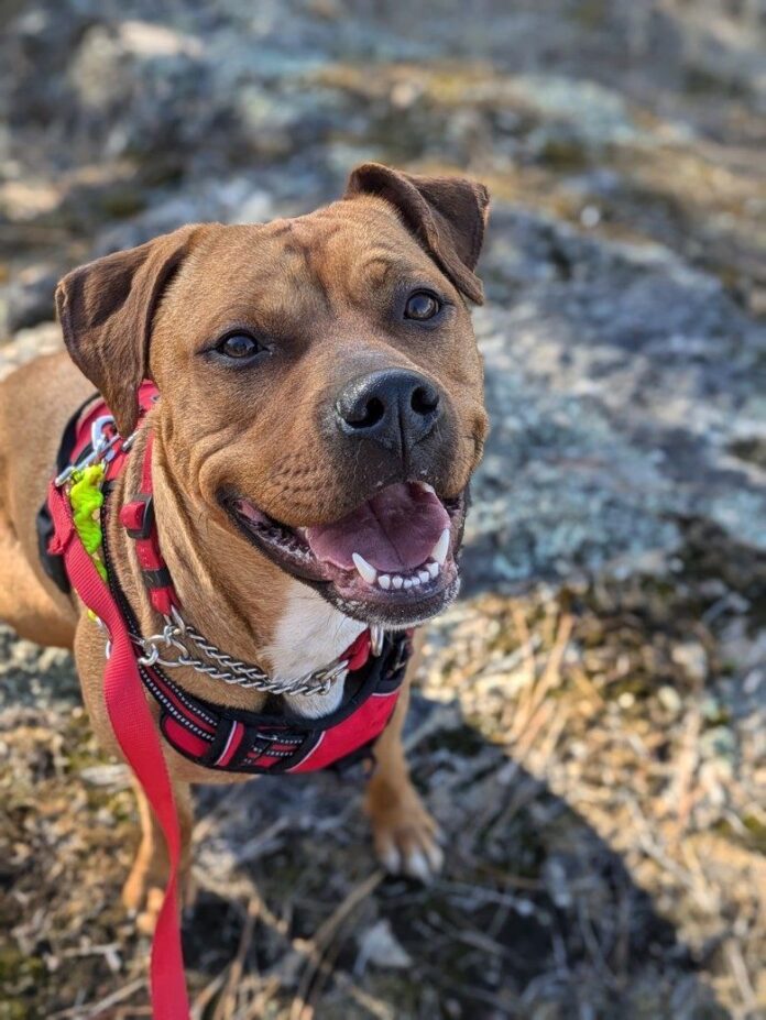 Portrait of Zoey, a dog up for adoption in Castlegar with the BCSPCA