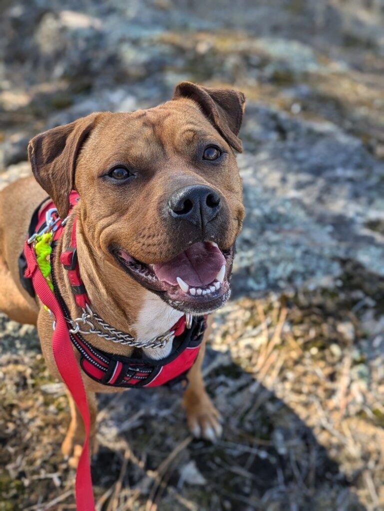 Portrait of Zoey, a dog up for adoption in Castlegar with the BCSPCA