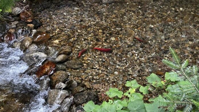 This is a photo of Kokanee Salmon in the Kokanee Creek spawning channels