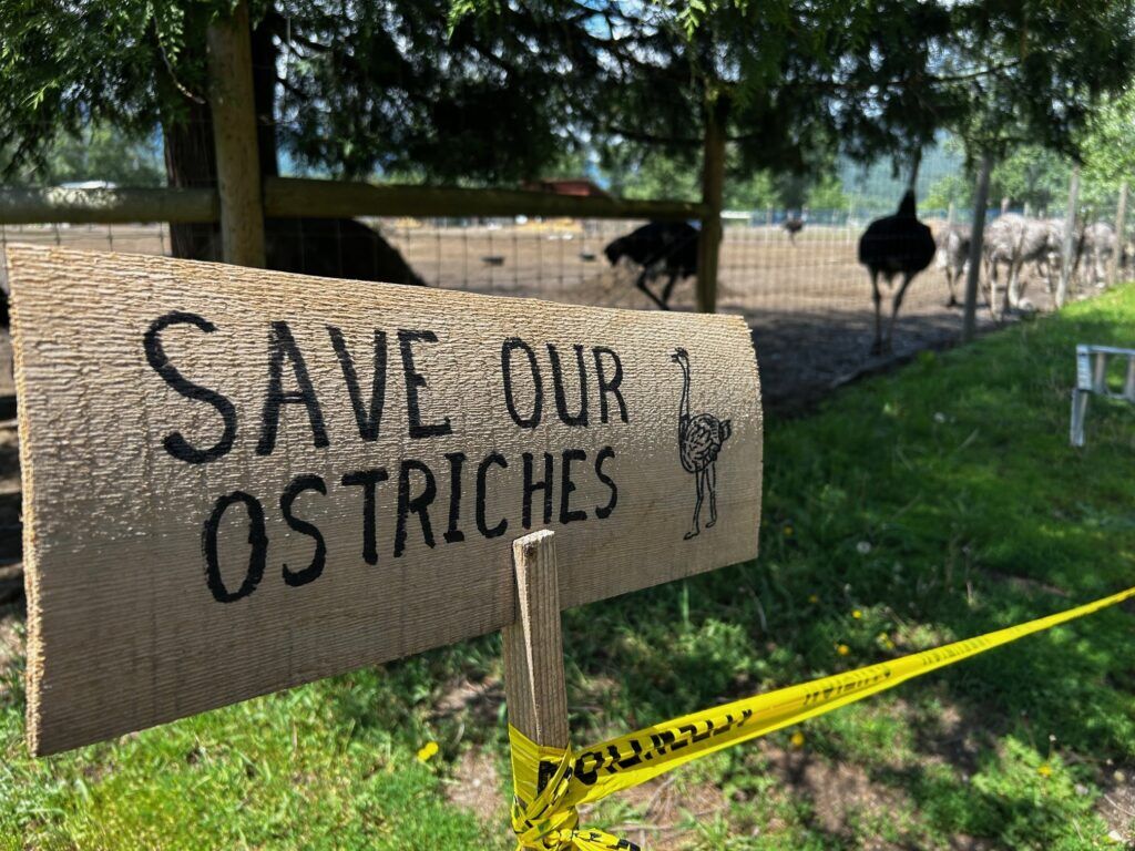This is a photo of ostriches at the Universal Ostrich Farm in Edgewood.