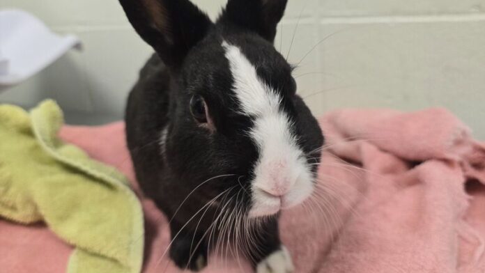 bunny1